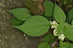 Canadian woodnettle